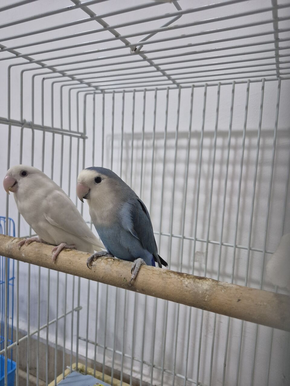 Khobar, Pet Supplies, SAR 400,  Breeding Rose Pair With Baby N Cage