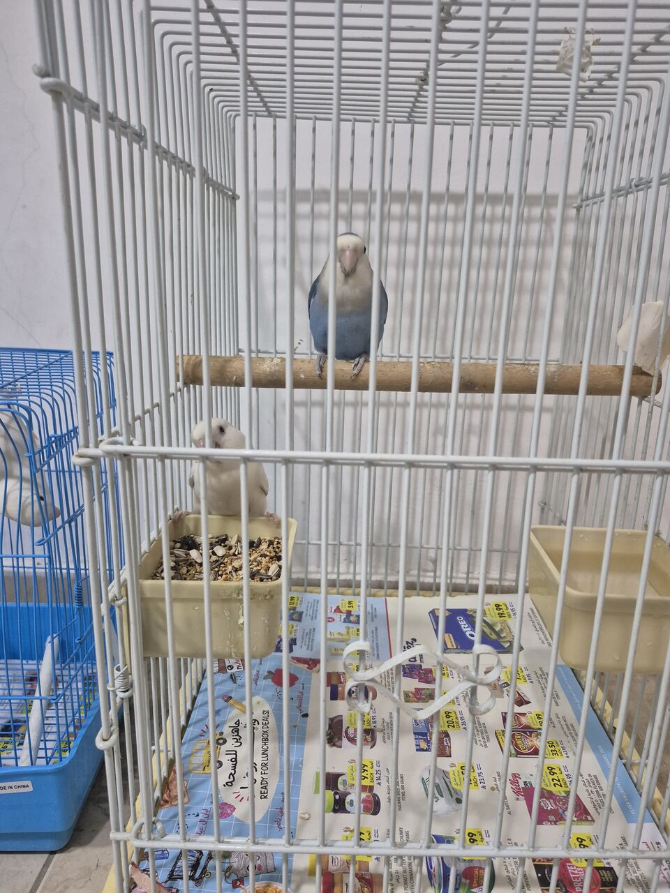 Khobar, Pet Supplies, SAR 400,  Breeding Rose Pair With Baby N Cage
