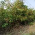THB 250000,  6 BR,  14400 Sq. Feet,  Anyone Looking At What They Want Will Like This. Next To Highway 1107, Tak Province,