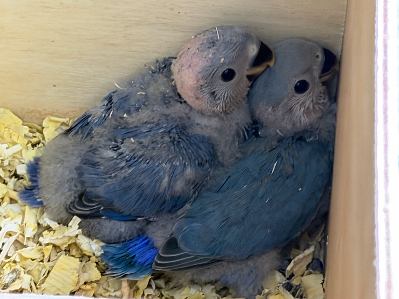 Jeddah, Pet Supplies, SAR 150,  Blue Rosy Face Lovebird Chicks For Sale