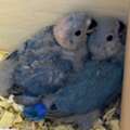 SAR 150,  Blue Rosy Face Lovebird Chicks For Sale