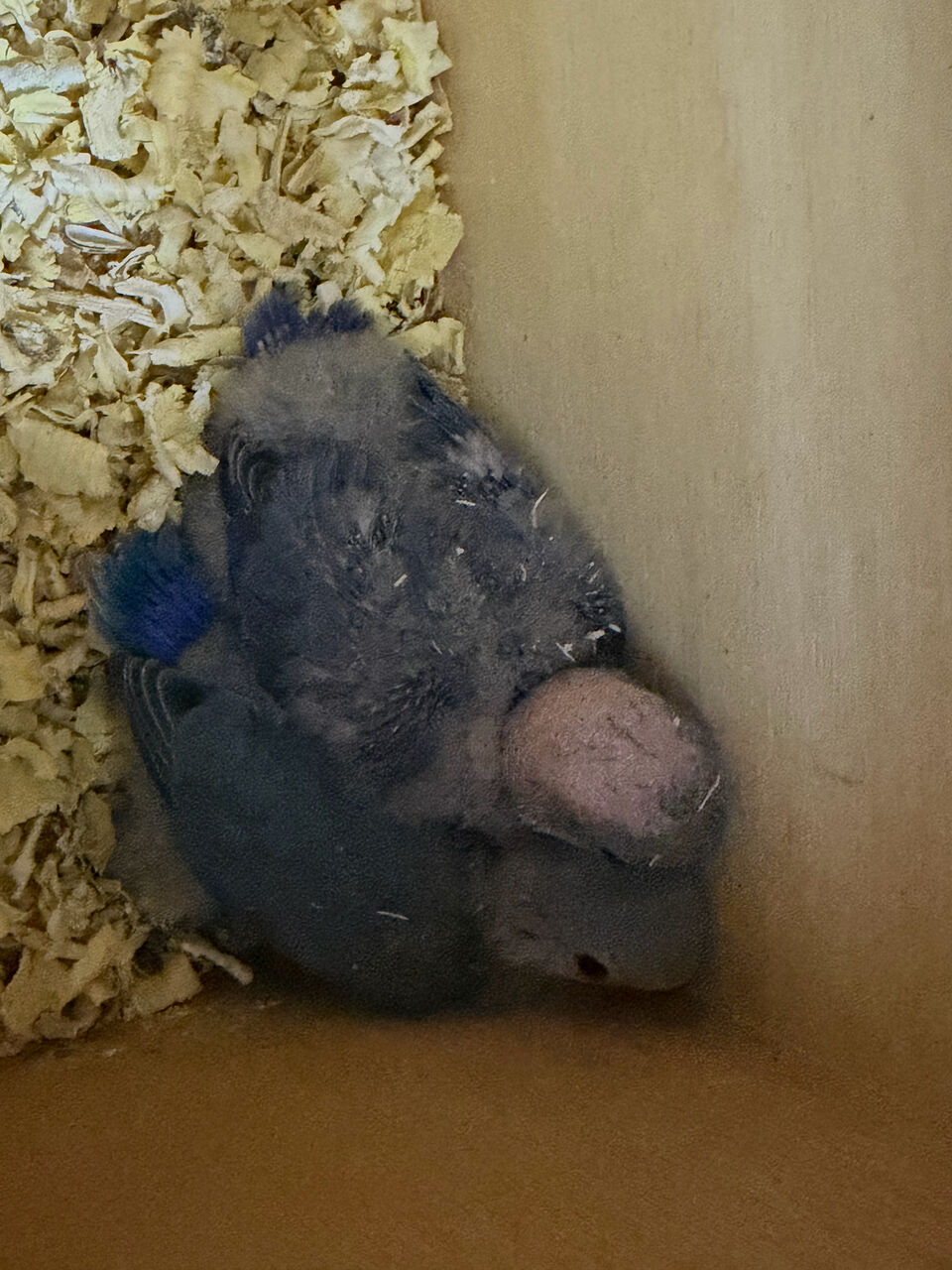 Jeddah, Pet Supplies, SAR 150,  Blue Rosy Face Lovebird Chicks For Sale