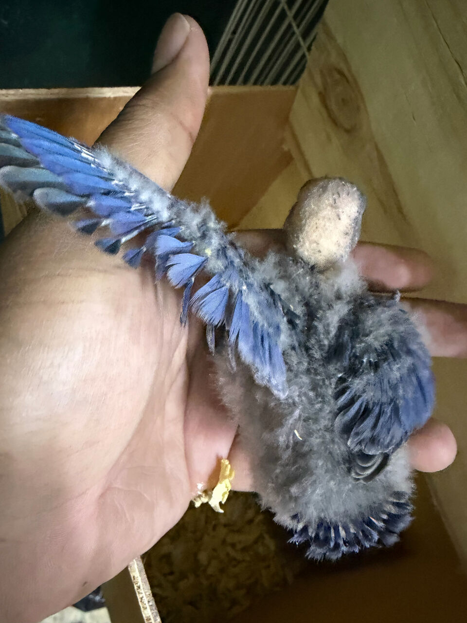 Jeddah, Pet Supplies, SAR 150,  Blue Rosy Face Lovebird Chicks For Sale
