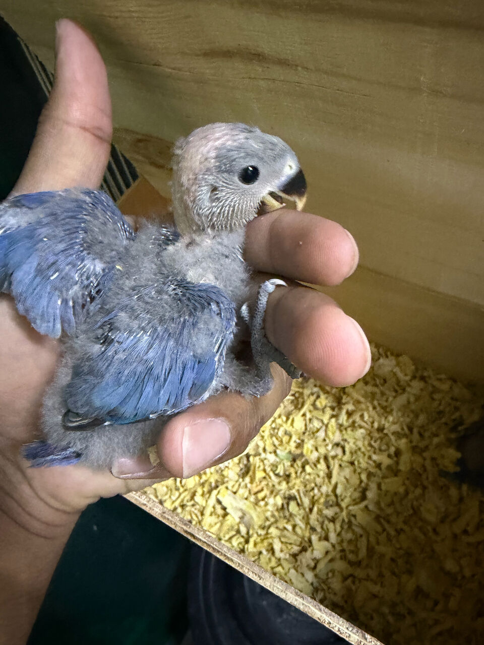 Jeddah, Pet Supplies, SAR 150,  Blue Rosy Face Lovebird Chicks For Sale