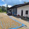 AUD 1,  Indonesian Premium Coffee Beans, Malino - Sulawesi Selatan