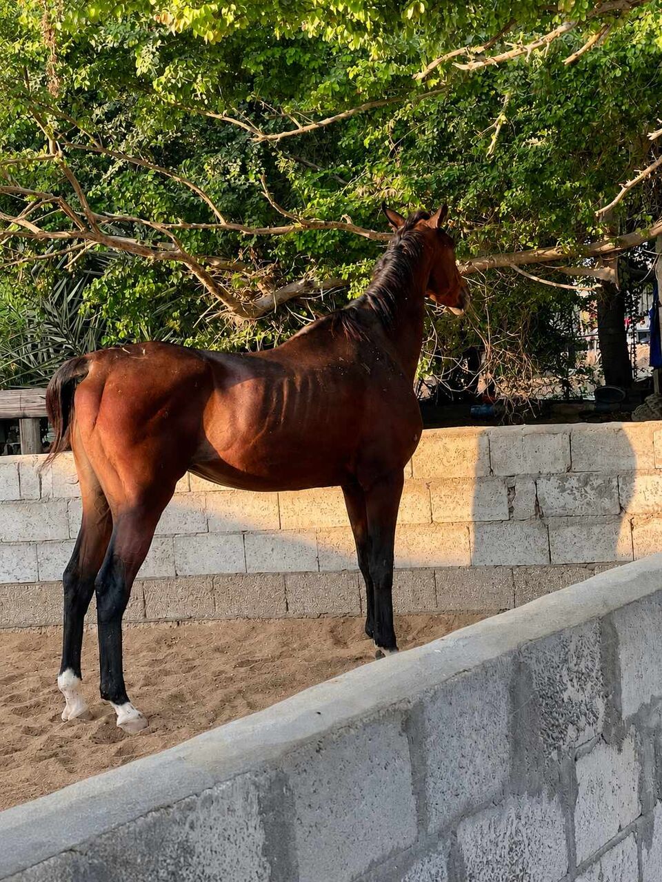 Manama, Farm & Garden, BHD 700,  HORSE FOR SALE &ndash; BAHRAIN