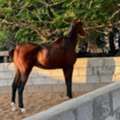 BHD 700,  HORSE FOR SALE &ndash; BAHRAIN