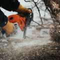 Statement Tree Care