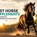 Best Horse Supplements For Strength, Performance & Recovery