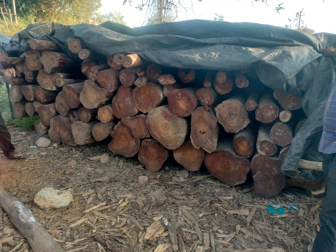 Kurnool, Businesses For Sale, Sandalwood For Sale At Andhra Pradesh 1000.ton ... For More Information WhatsApp 973396383