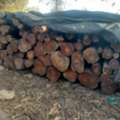 Sandalwood For Sale At Andhra Pradesh 1000.ton ... For More Information WhatsApp 973396383