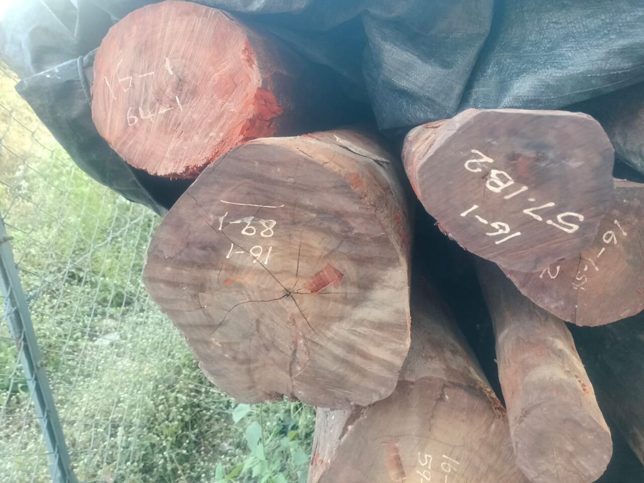 Kurnool, Businesses For Sale, Sandalwood For Sale At Andhra Pradesh 1000.ton ... For More Information WhatsApp 973396383