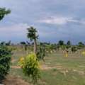 INR 28999,  270 Sq. Yard,  Ready To Construction Open Villa Plots For Sale Near Shamshabad Airport