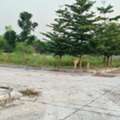 INR 15999,  250 Sq. Yard,  Hmda & Rera Approved Open Plots For Sale Near Kalwakole