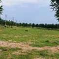 INR 12500,  183 Sq. Yard,  DTCP & RERA APPROVED OPEN PLOTS IN FUTURE CITY @ 9392311420