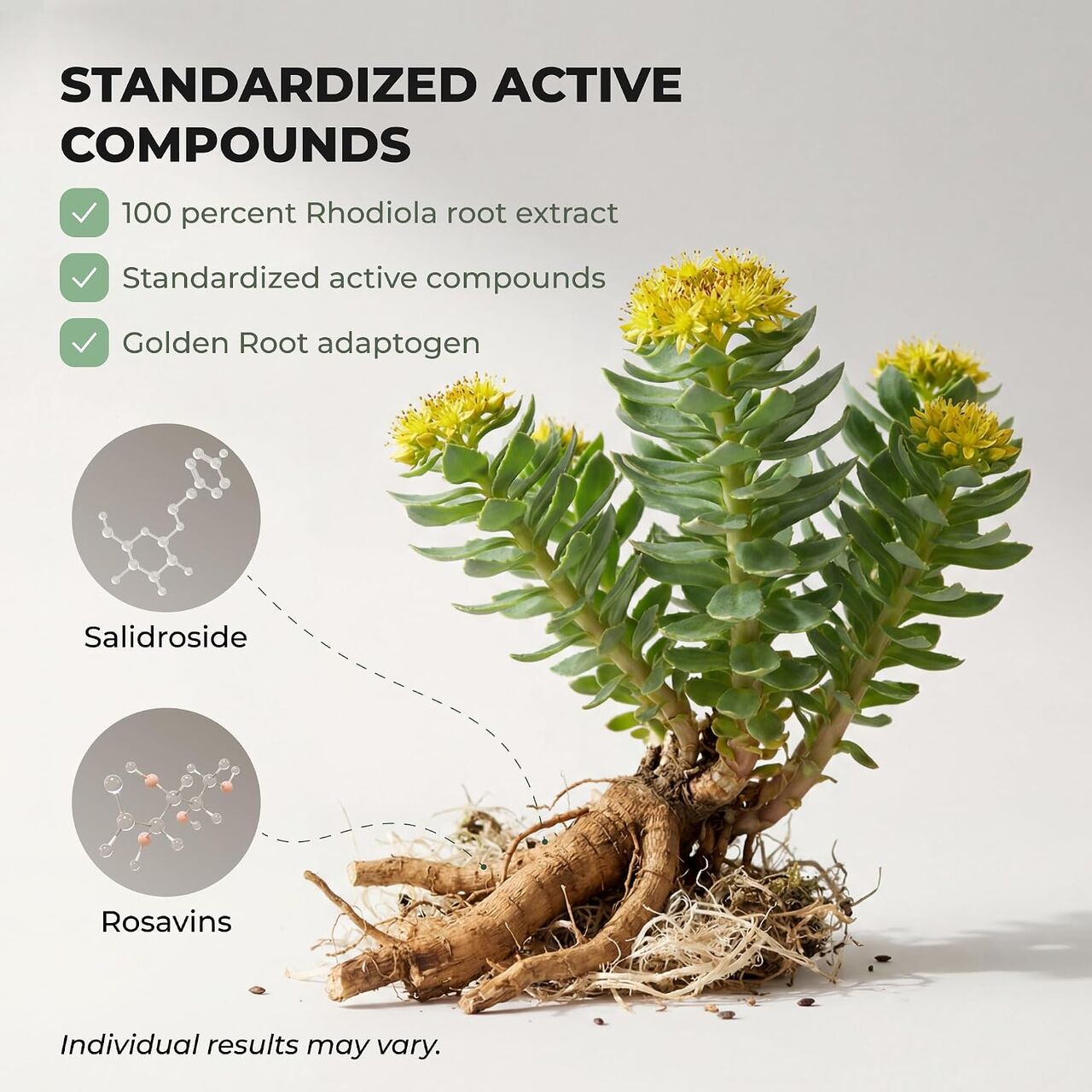 New York, Help, Salvora Rhodiola Rosea Supplement &ndash; Golden Root Adaptogen Capsules - Rhodiola Rosea Extrac