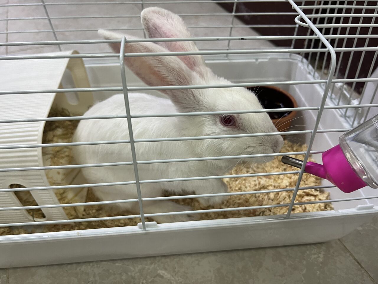 Riyadh, Pet Supplies, Pet Rabbit - Ready To Be Adopted