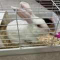 Pet Rabbit - Ready To Be Adopted
