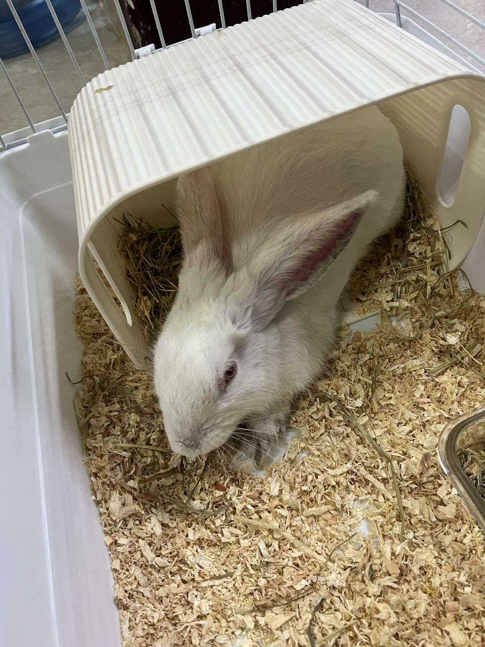 Riyadh, Pet Supplies, Pet Rabbit - Ready To Be Adopted