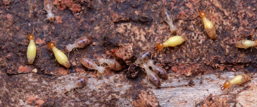 Muscat, Pest Control, Anti Termite Treatment In Oman