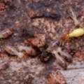 Anti Termite Treatment In Oman