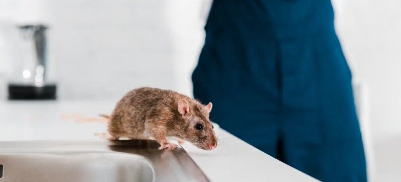 Muscat, Pest Control, Rodent Control Service In Oman