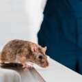 Rodent Control Service In Oman