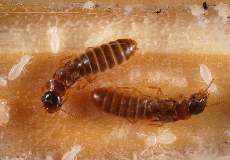 Dubai, Pest Control, Post Construction Termite Treatment In Uae - City Icon Pest Control