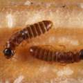 Post Construction Termite Treatment In Uae - City Icon Pest Control