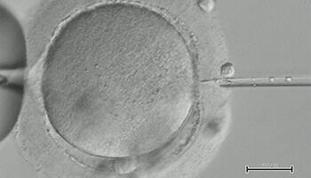 New York, Health, Donor Egg IVF Abroad: Explore Fertility Treatment In Costa Rica