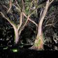 Landscape Lighting Miami Dade