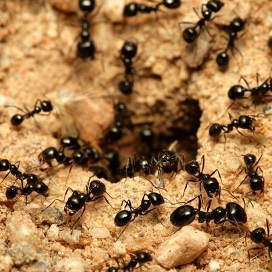 Karachi, Pest Control, Insect Removal