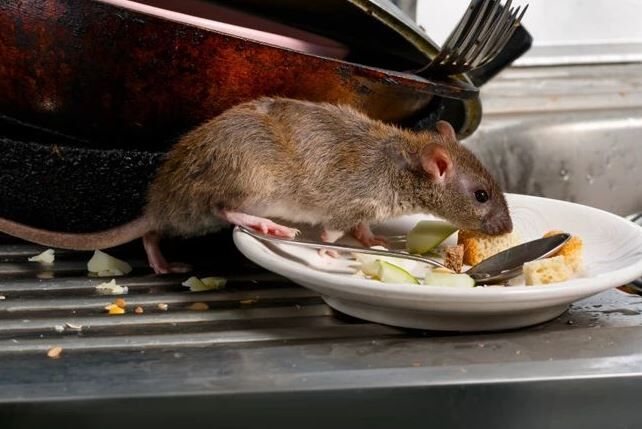 Karachi, Pest Control, Rodent Control In Karachi