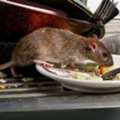 Rodent Control In Karachi