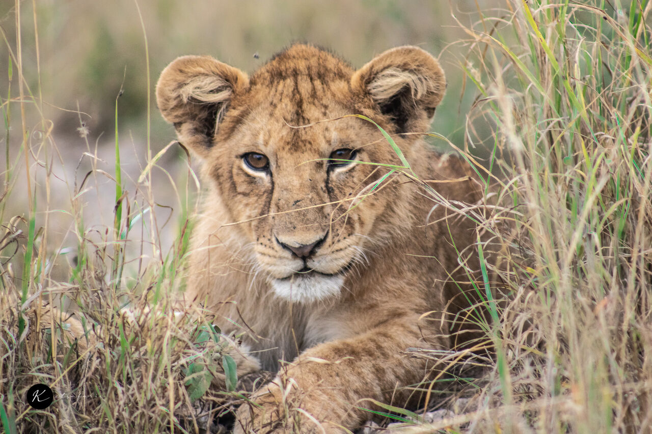 New York, Travel, Tanzania Safari Packages | Serengeti, Ngorongoro & Tarangire Tours