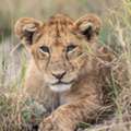 Tanzania Safari Packages | Serengeti, Ngorongoro & Tarangire Tours