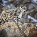 Snow Leopard Expedition Spiti | Wildlife Adventure