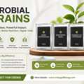 Crops Showing Poor Vigour? Choose Quality Microbial Strains &ndash; Enquire Today