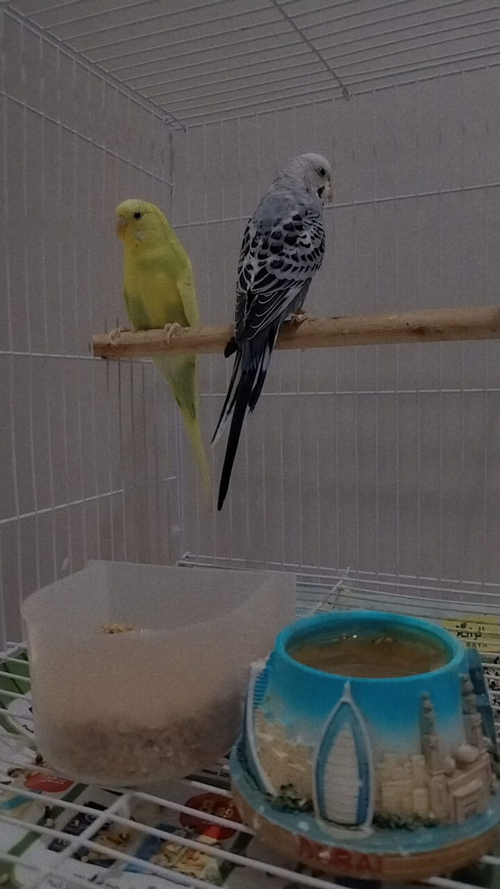 Jeddah, Pet Supplies, SAR 100,  Budgies For Adoption.
