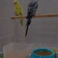 SAR 100,  Budgies For Adoption.