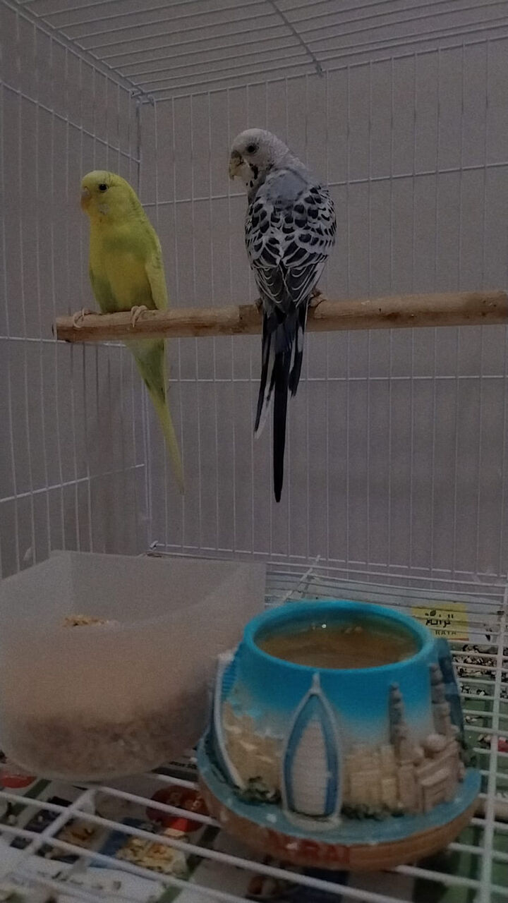 Jeddah, Pet Supplies, SAR 100,  Budgies For Adoption.