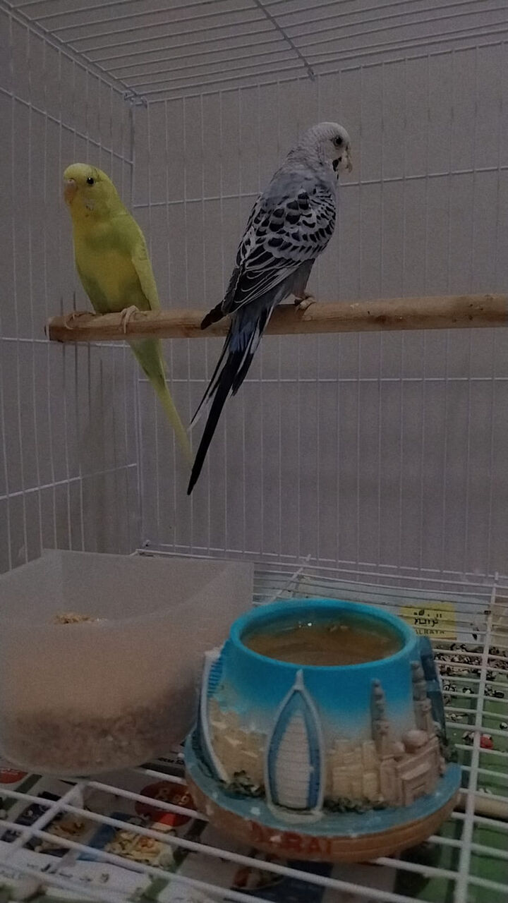 Jeddah, Pet Supplies, SAR 100,  Budgies For Adoption.