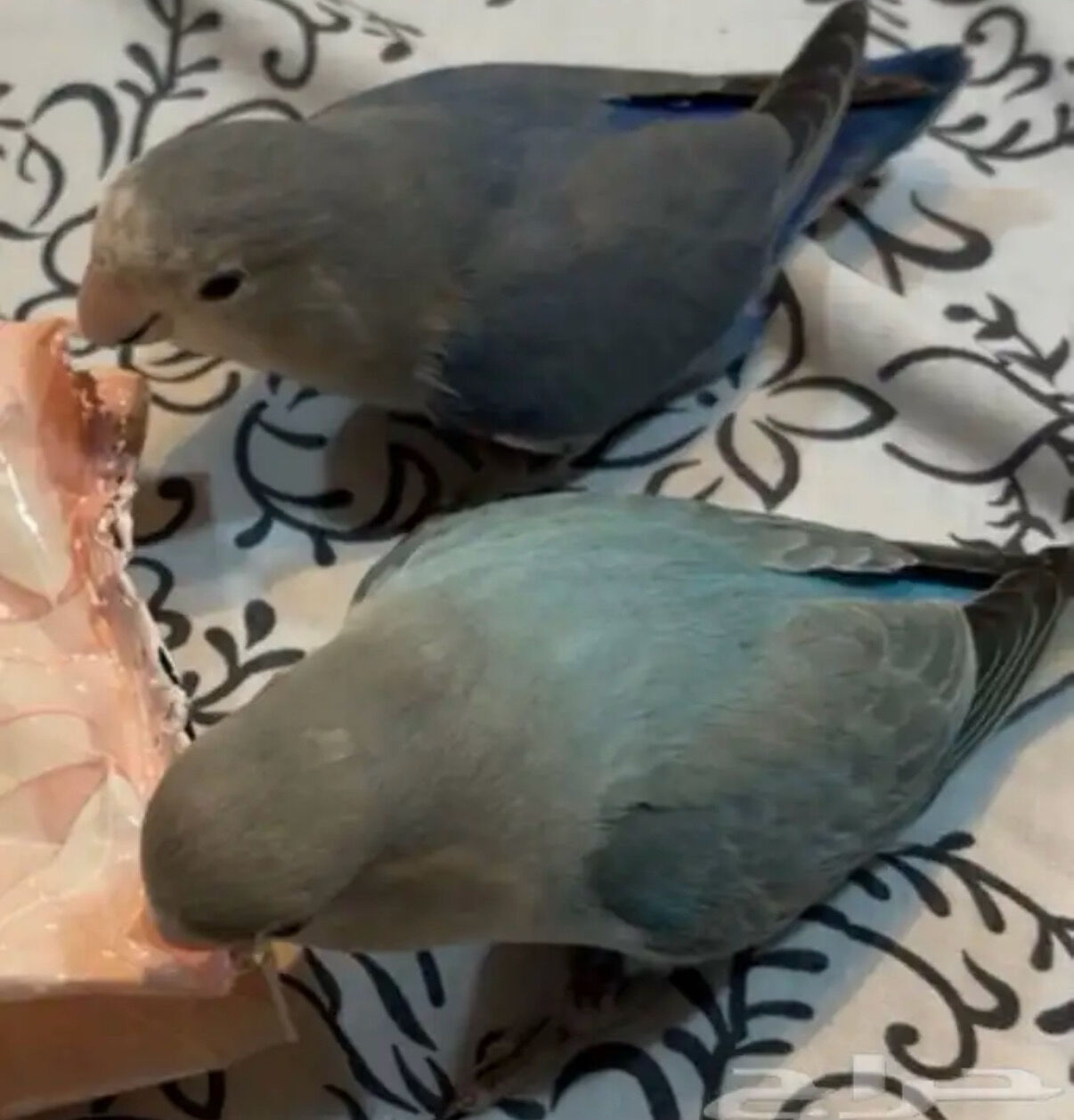 Jubail, Pet Supplies, SAR 700,  LOVE BIRDS FOR SALE