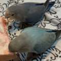 SAR 700,  LOVE BIRDS FOR SALE