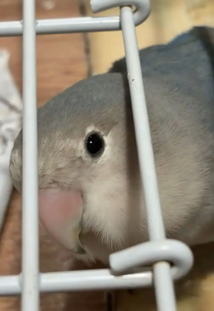 Jubail, Pet Supplies, SAR 700,  LOVE BIRDS FOR SALE