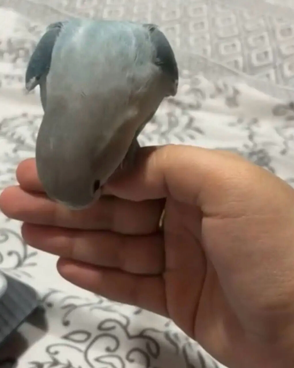 Jubail, Pet Supplies, SAR 700,  LOVE BIRDS FOR SALE