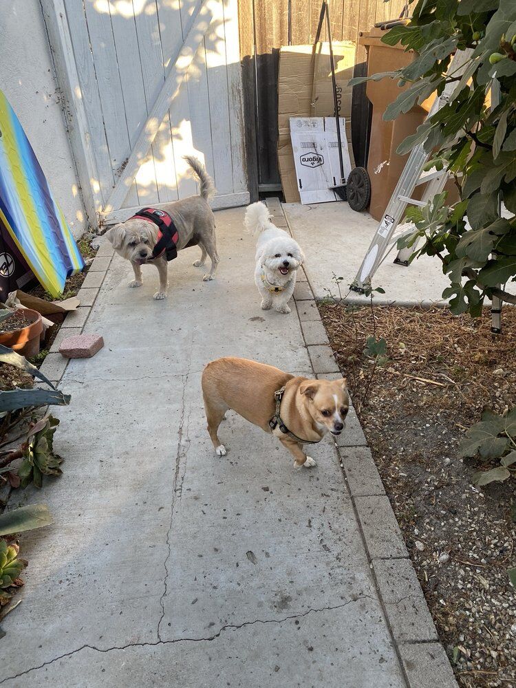 New York, Pet Sitting, Critter Lodge | Pet Sitter | Pet Boarding Service Fullerton, CA