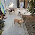 Critter Lodge | Pet Sitter | Pet Boarding Service Fullerton, CA