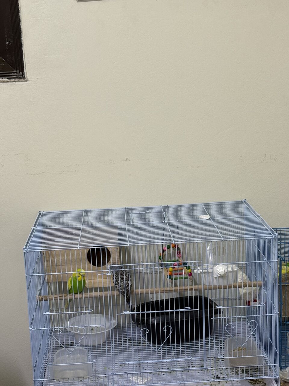 Riyadh, Pet Supplies, SAR 180,  Budgies For Sale