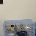 SAR 180,  Budgies For Sale